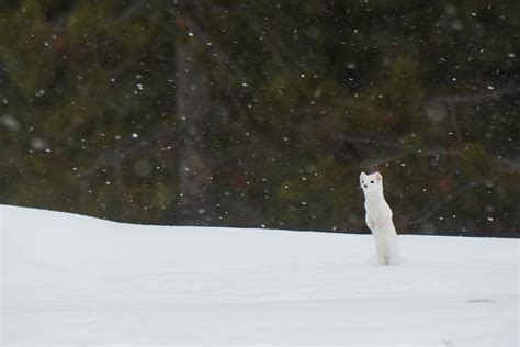 Tied To NatureSnowy Ermine | Tied To Nature