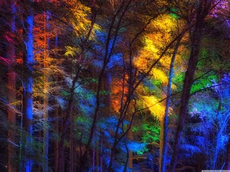 Colorful forest - Forests & Nature Background Wallpapers on Desktop Nexus (Image 2225171)