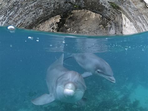 Bermuda Swimming with Dolphins | Dolphin Quest