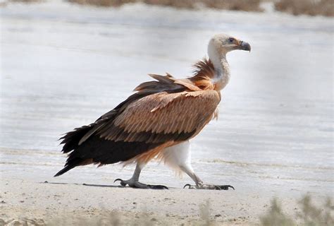 Griffon Vulture Facts, Distribution, Habitat, Diet, Pictures