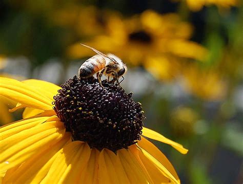 Infected ‘zombie’ bees buzzing around Bay – SFBay