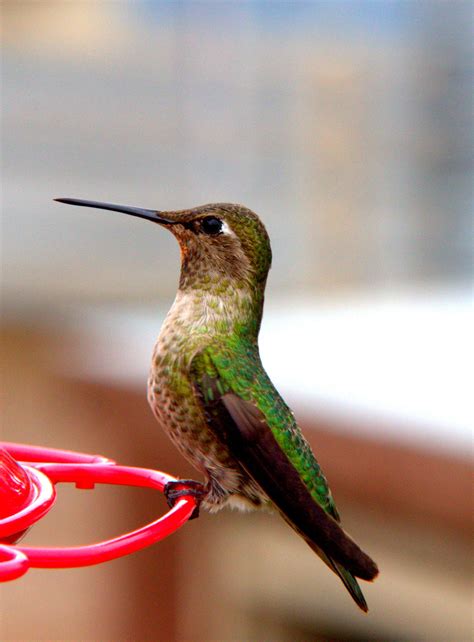 Anna's Hummingbird - female, Bonita, CA | Anna's hummingbird, Hummingbird, Bird pictures