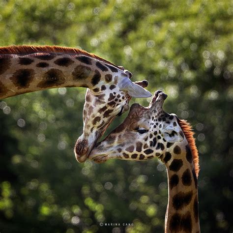 Stunning Photographs Of Wild Animals By Marina Cano | DeMilked