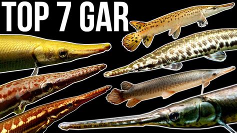 Top 7 Gar Species - YouTube