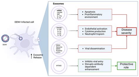 Viruses | Free Full-Text | Immune-Mediated Pathogenesis in Dengue Virus Infection