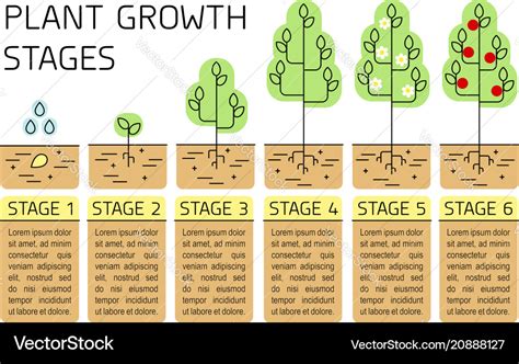 Tree growth stages infographics Royalty Free Vector Image