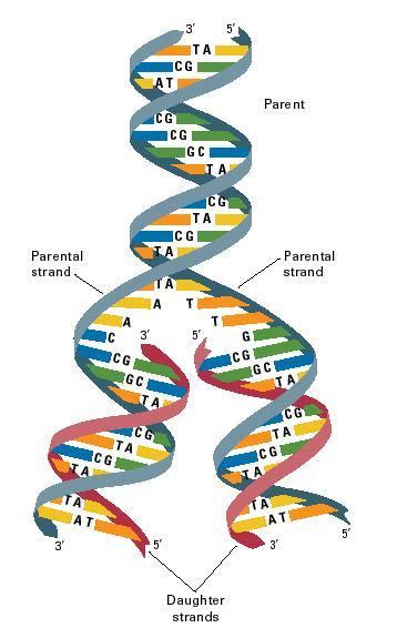 When DNA is replicated, or copied, the ladder splits as the bases separate. New units are added ...