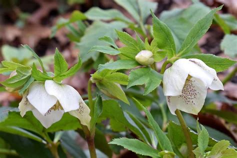 Hellebore, flowers for the cold and winter