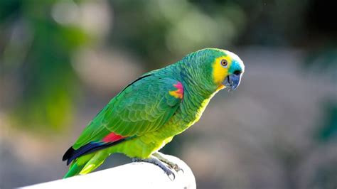 New insight into the cognitive ability and longevity of parrots • Earth.com