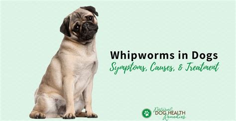 Whipworms in Dogs - Symptoms, Treatment & Prevention