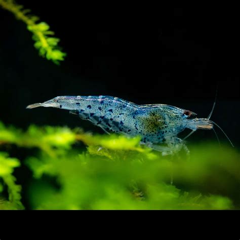 Aura Blue Tiger Shrimp - Planted Tank Mates