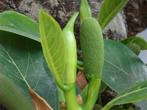 We love Our Bangladesh: Jackfruit (Kathal) -National Fruit of Bangladesh