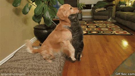 Cat and dog hug - Funny GIF