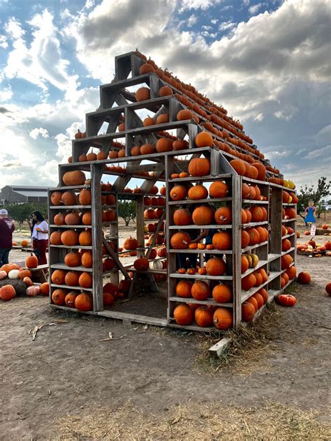 halloween autumn pumpkin patch aesthetic in 2022 | Fall pumpkins, Pumpkin patch, House styles