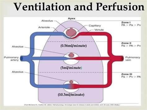 Ventilation and Perfusion in different zones of lungs.