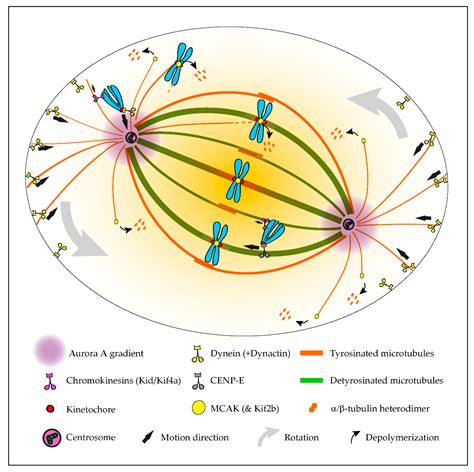 The Tubulin Code in Mitosis | Encyclopedia MDPI