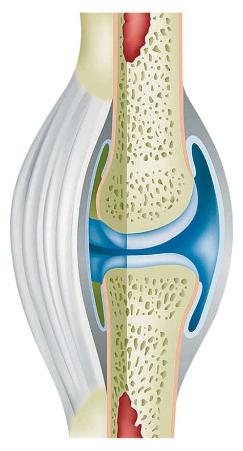 What are Ligaments | Human Body Joints | DK Find Out