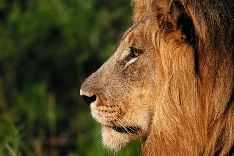 Male Lion Face Side View