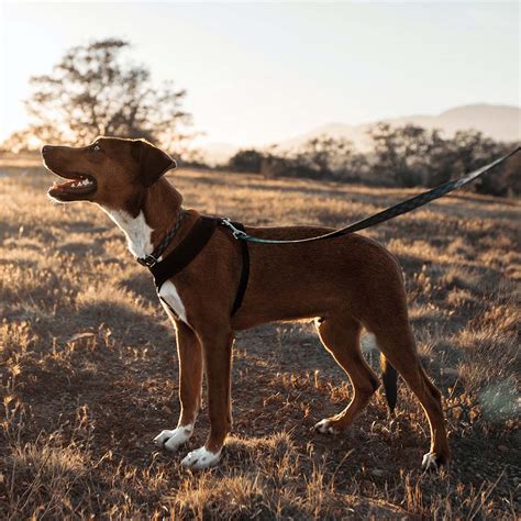 Dog Collars : A Real Pain in the Neck — Wholesome Canine