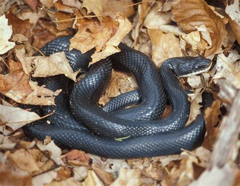 Black Rat Snake Facts and Pictures | Reptile Fact