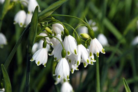 Leucojum Aestivum Summer Snowflakes Pack of 10 - Snowflake Bulbs