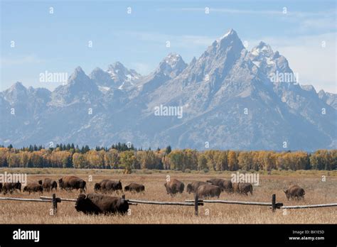 American Bison Herd in Grand Teton National Park Stock Photo - Alamy