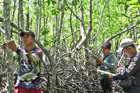 Healthy Mangroves Build a Resilient Community in the Philippines ...