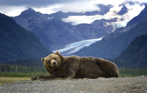 Wallpaper mountains, predator, Alaska, Bear, lies, Grizzly images for desktop, section животные ...