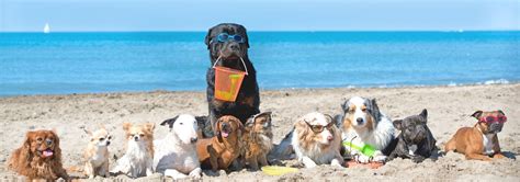 11 Best Dog Friendly Beaches Key West (& FL) Has To Offer | RV Lifestyle