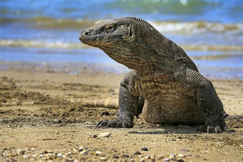 Indonesia proposes membership fee to visit Komodo Island - Lonely Planet