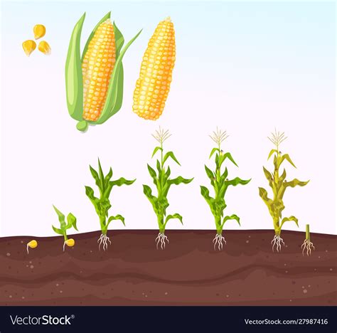 Infographic corn planting planting process Vector Image