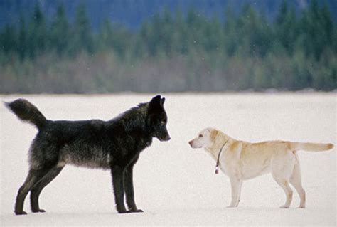 Tu perro todavía funciona como lobo… al menos en su estómago.