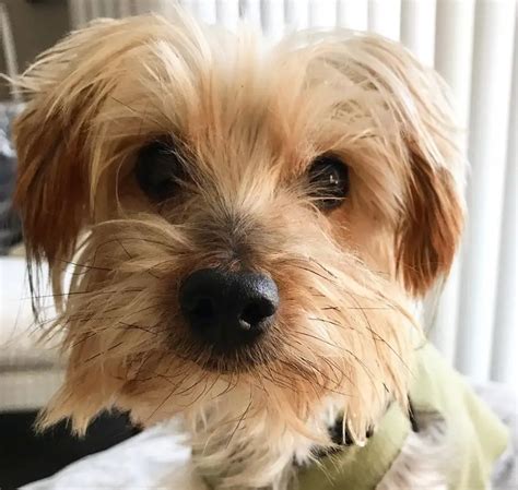 30 Yorkshire Terriers Mixed With Shih Tzu - The Paws