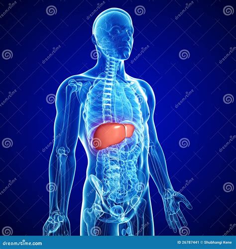 Anatomy of liver stock illustration. Illustration of medical - 26787441