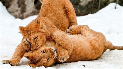 big, Cats, Cubs, Games, Snow, Lion Wallpapers HD / Desktop and Mobile ...