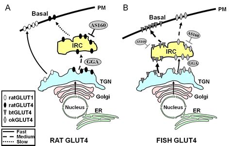 Glut4 Structure