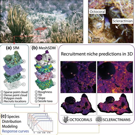 Three‐dimensional species distribution modelling reveals the realized spatial niche for coral ...