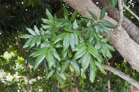 Longan Tree Clustered Leaves | ClipPix ETC: Educational Photos for Students and Teachers