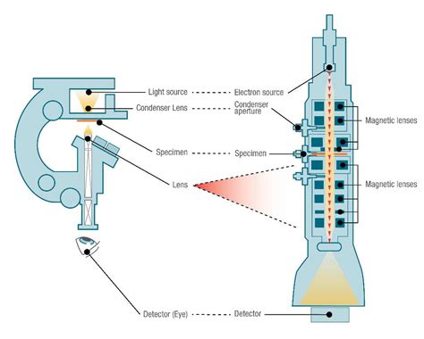 Light Microscope vs Electron Microscope - Life in Atomic Resolution