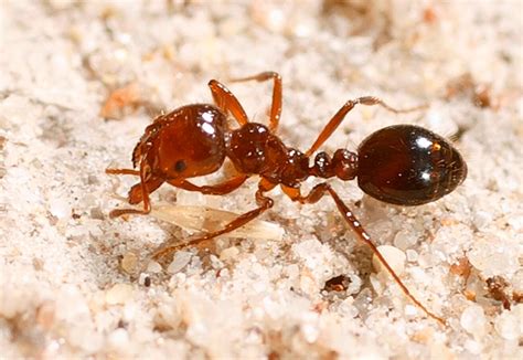 Livestock owners beware of fire ants – The Echo