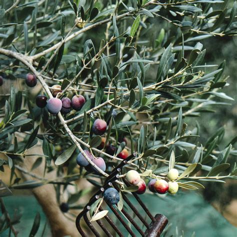 Buy Arbequina Olive Trees Online | Plants Express