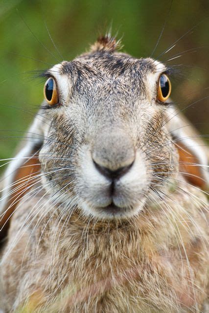 a close up of a rabbit's face with grass in the background