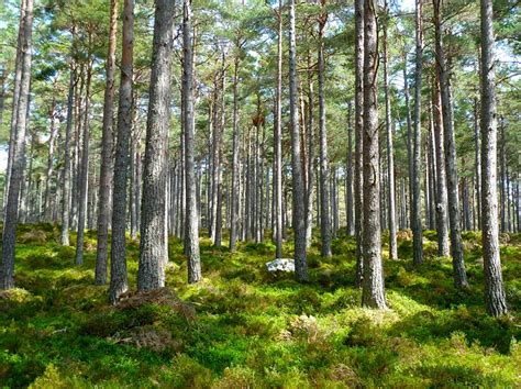 Bois de chauffage écologique