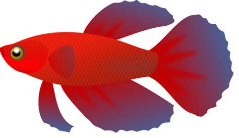 Betta Fish Clip Art - Cliparts.co