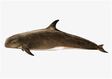 Un dauphin, Dauphin, La Mer, Biologie Marine Image PNG | Png, Whale, Design