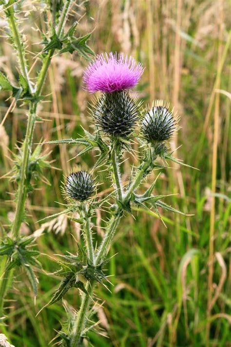 The Symbol of Scotland - a Thistle Stock Image - Image of nature, field: 60853501