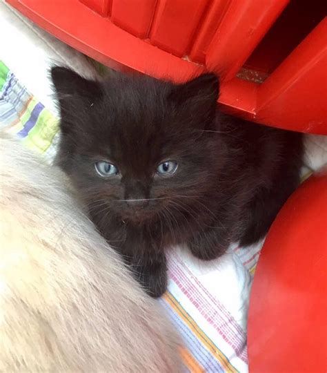 Beautiful Black Ragdoll Cross Kittens 2 girls 2 boys - excellent ...