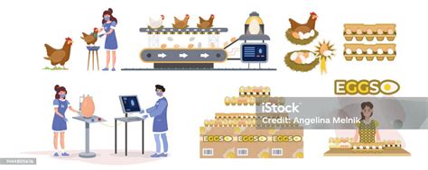 Egg Production Process Set Collection Infographic Industrial Process From Hen To Eggs Packaging ...