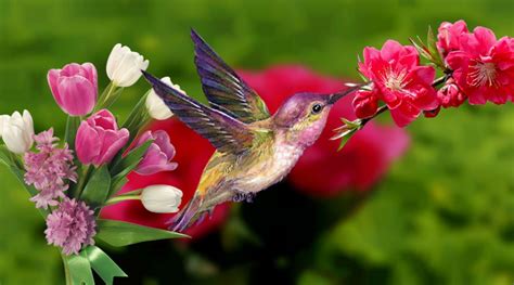 Spring Flowers and Birds Wallpapers - Top Free Spring Flowers and Birds ...