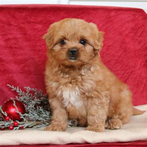 Peekapoo Puppies for Sale | Greenfield Puppies